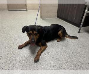Mastador Dogs for adoption in Conroe, TX, USA
