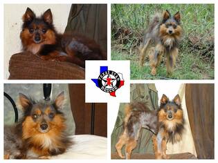 Chiranian Dogs for adoption in Longview, TX, USA