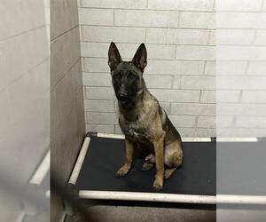 Mutt Dogs for adoption in Stockton, CA, USA