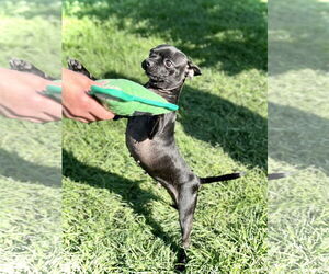 Mutt Dogs for adoption in Estherville, IA, USA