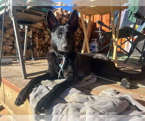 German Shepherd Dog-Unknown Mix Dogs for adoption in Imlay City, MI, USA