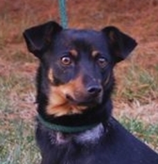 Chiweenie Dogs for adoption in Chesapeake City, MD, USA
