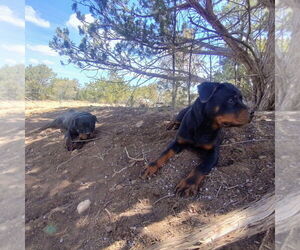 Rottweiler Dogs for adoption in Gilbert, AZ, USA