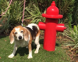 Beagle Dogs for adoption in Magnolia, TX, USA