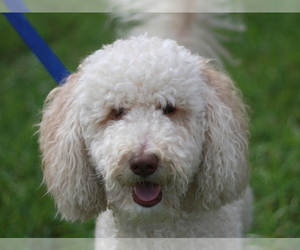 Goldendoodle Dogs for adoption in Cookeville, TN, USA
