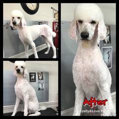 Medium Photo #1 Poodle (Standard) Puppy For Sale in Crossville, AL, USA