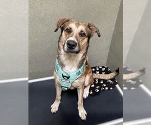 Anatolian Shepherd-German Shepherd Dog Mix Dogs for adoption in Lee's Summit, MO, USA