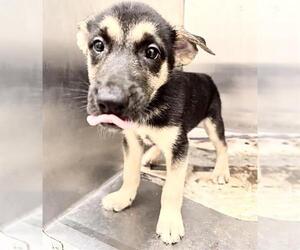 German Shepherd Dog-Unknown Mix Dogs for adoption in Houston, TX, USA