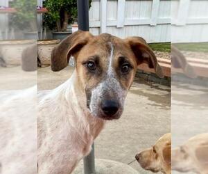 Lab-Pointer Dogs for adoption in Newport Beach, CA, USA