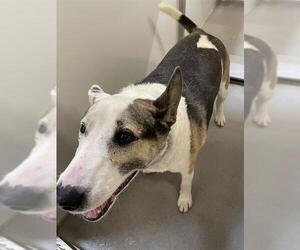 Bull Terrier-Unknown Mix Dogs for adoption in Modesto, CA, USA