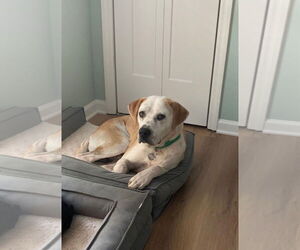 Labrador Retriever-Unknown Mix Dogs for adoption in Mount Pleasant, SC, USA