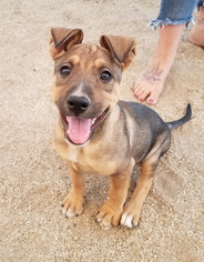 Shepradors Dogs for adoption in Temecula, CA, USA