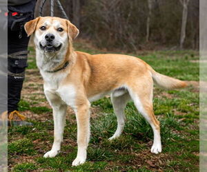 Mutt Dogs for adoption in Sparta, TN, USA