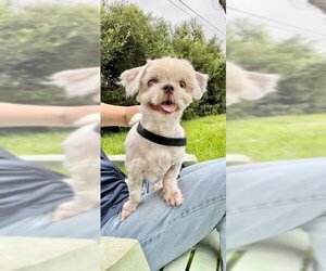 Shih Tzu Dogs for adoption in Weston, FL, USA