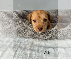 American Pit Bull Terrier-Miniature Schnauzer Mix Dogs for adoption in Oak Bluffs, MA, USA