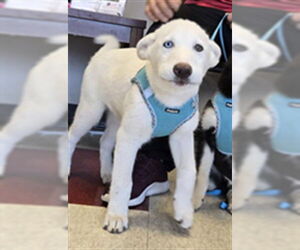 Siberian Husky-Unknown Mix Dogs for adoption in Plano, TX, USA