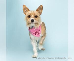 Mutt Dogs for adoption in Corona, CA, USA