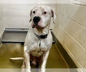 Dogo Argentino Dogs for adoption in Moreno Valley, CA, USA
