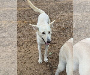 Mutt Dogs for adoption in Farmerville, LA, USA