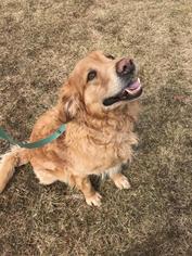 Golden Retriever Dogs for adoption in Woodstock, IL, USA