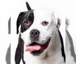 American Bulldog Dogs for adoption in West Hollywood, CA, USA