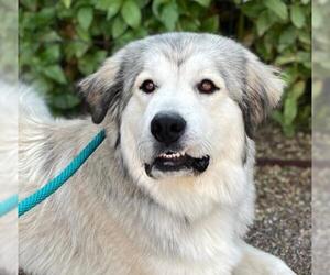 Great Pyrenees-Unknown Mix Dogs for adoption in Albuquerque, NM, USA
