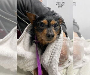 Mutt Dogs for adoption in Studio City, CA, USA