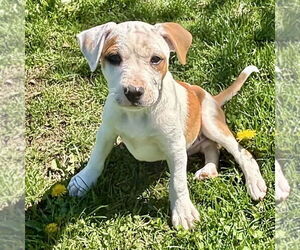 Labrador Retriever-Unknown Mix Dogs for adoption in Brewster, NY, USA