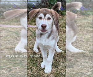 Huskies -Unknown Mix Dogs for adoption in MECHANICSBURG, PA, USA