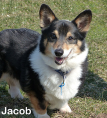 Pembroke Welsh Corgi Dogs for adoption in Mason, MI, USA