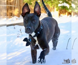 Labrador Retriever-Unknown Mix Dogs for adoption in Washington, DC, USA