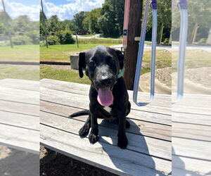 Mutt Dogs for adoption in Candler, NC, USA