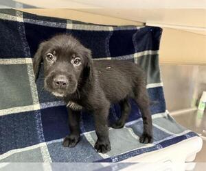 Labrador Retriever Dogs for adoption in HESPERIA, CA, USA