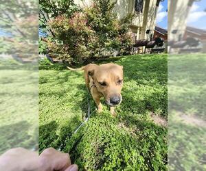 American Staffordshire Terrier-Unknown Mix Dogs for adoption in San Antonio, TX, USA