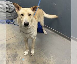 Labrador Retriever Dogs for adoption in Tallahassee, FL, USA