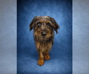 Border Terrier-Unknown Mix Dogs for adoption in Westminster, MD, USA
