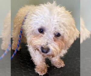 Bichon Frise Dogs for adoption in Westminster, MD, USA
