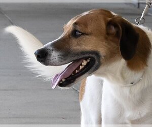 American Foxhound Dogs for adoption in Wilmington, NC, USA