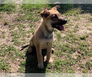 German Shepherd Dog-Unknown Mix Dogs for adoption in San Clemente, CA, USA