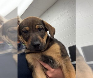 Bloodhound-Unknown Mix Dogs for adoption in Corpus Christi, TX, USA
