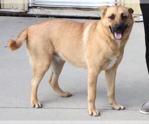 Mutt Dogs for adoption in Thief River Falls, MN, USA