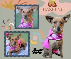 Chihuahua Dogs for adoption in Lindsay, CA, USA