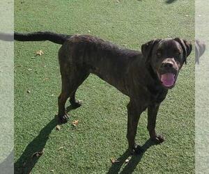 English Mastweiler Dogs for adoption in Rockwall, TX, USA