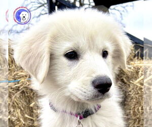 Great Pyrenees Dogs for adoption in Spring, TX, USA