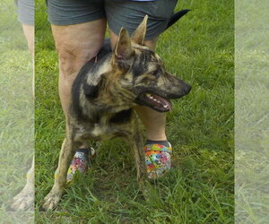 Mutt Dogs for adoption in Wetumpka, AL, USA