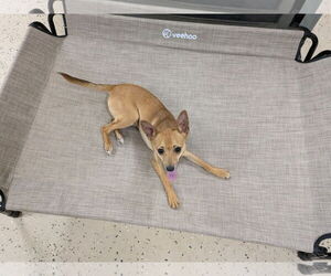 Chihuahua-Unknown Mix Dogs for adoption in Albemarle, NC, USA