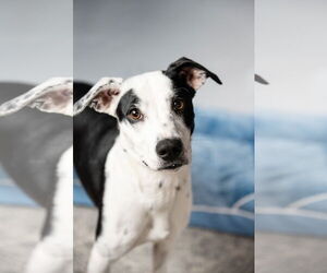Mutt Dogs for adoption in St. Louis Park, MN, USA