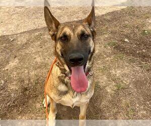 Mutt Dogs for adoption in Orange, CA, USA