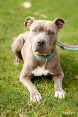 American Staffordshire Terrier Dogs for adoption in Pequot Lakes, MN, USA