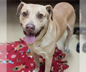 American Pit Bull Terrier-Labrador Retriever Mix Dogs for adoption in Chula Vista, CA, USA